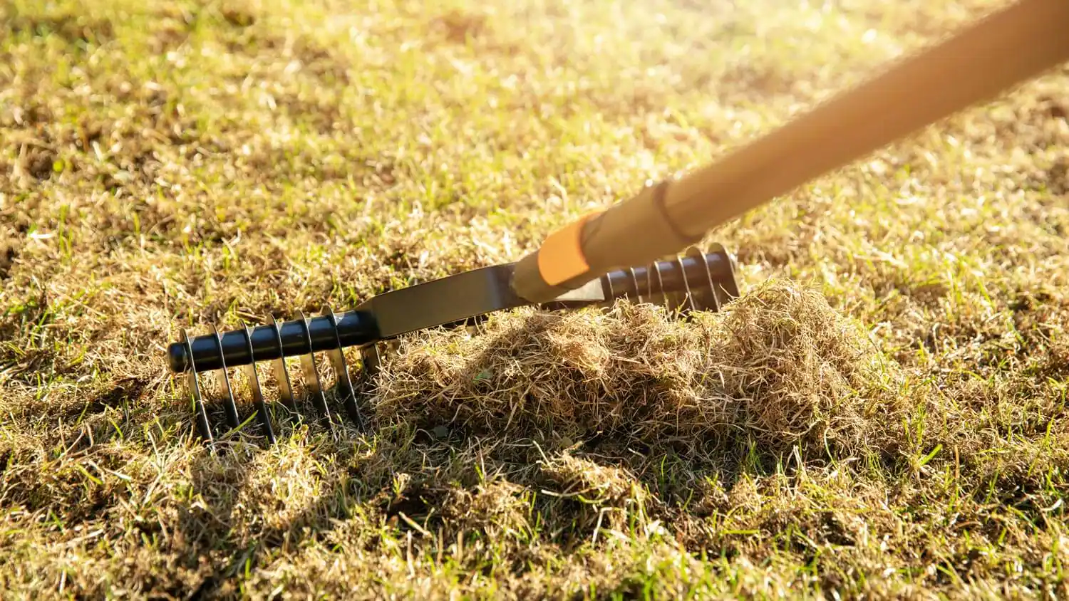 Dethatching Lawn