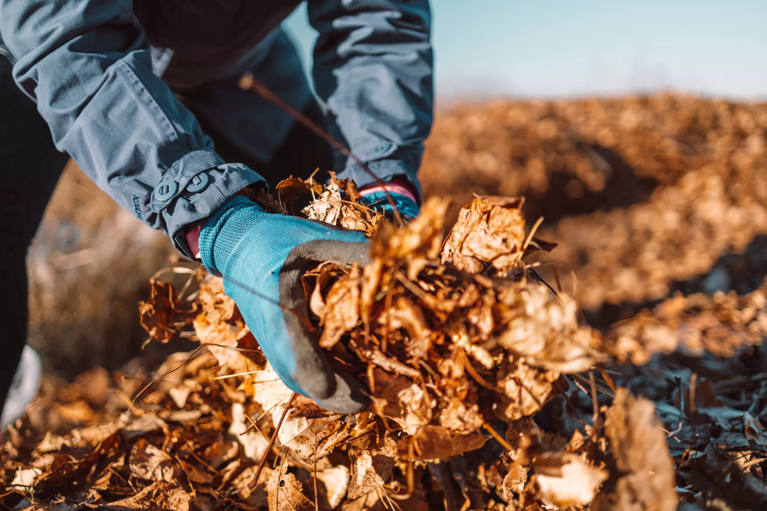 Leaf Clean Up